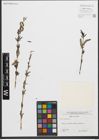 Foto von Salix purpurea L.